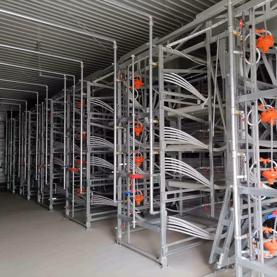 Casa per pollame con struttura in acciaio per gabbia automatica per polli da carne per attrezzature per l'allevamento di polli